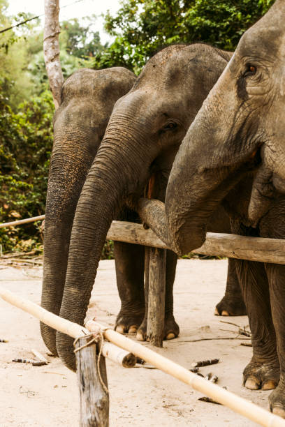 istock Indian elephant in Cambodia 1497038808