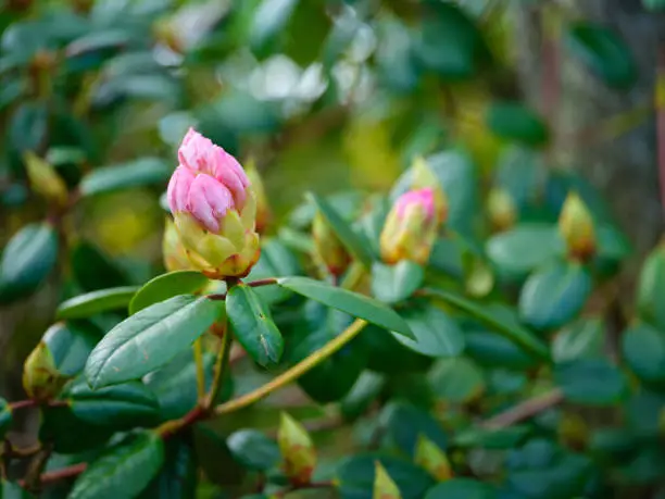 Super sharp! Rhododendron is a genus of 1,024 species of woody plants in the heath family, either evergreen or deciduous, and found mainly in Asia, although it is also widespread throughout the Southern Highlands of the Appalachian Mountains of North America.