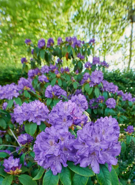 Super sharp! Rhododendron is a genus of 1,024 species of woody plants in the heath family, either evergreen or deciduous, and found mainly in Asia, although it is also widespread throughout the Southern Highlands of the Appalachian Mountains of North America.