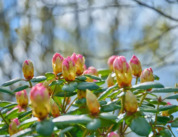 Super sharp! Rhododendron is a genus of 1,024 species of woody plants in the heath family, either evergreen or deciduous, and found mainly in Asia, although it is also widespread throughout the Southern Highlands of the Appalachian Mountains of North America.