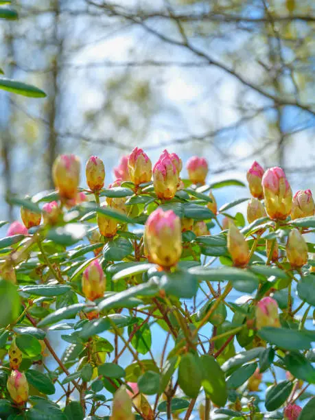 Super sharp! Rhododendron is a genus of 1,024 species of woody plants in the heath family, either evergreen or deciduous, and found mainly in Asia, although it is also widespread throughout the Southern Highlands of the Appalachian Mountains of North America.