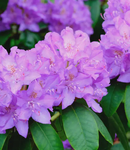 Super sharp! Rhododendron is a genus of 1,024 species of woody plants in the heath family, either evergreen or deciduous, and found mainly in Asia, although it is also widespread throughout the Southern Highlands of the Appalachian Mountains of North America.