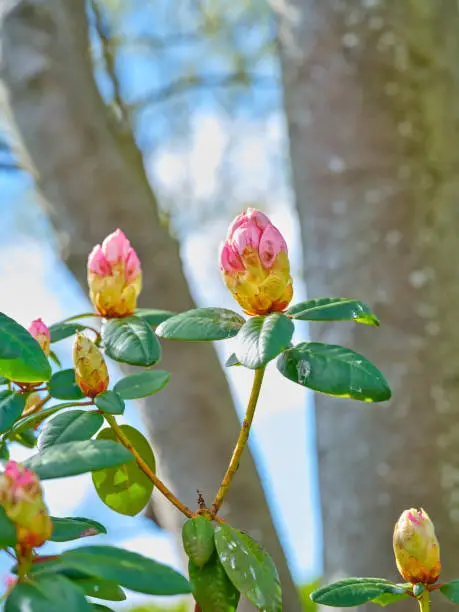 Super sharp! Rhododendron is a genus of 1,024 species of woody plants in the heath family, either evergreen or deciduous, and found mainly in Asia, although it is also widespread throughout the Southern Highlands of the Appalachian Mountains of North America.