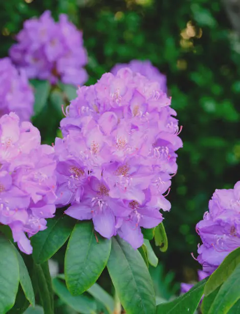 Super sharp! Rhododendron is a genus of 1,024 species of woody plants in the heath family, either evergreen or deciduous, and found mainly in Asia, although it is also widespread throughout the Southern Highlands of the Appalachian Mountains of North America.