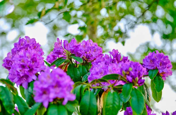 Super sharp! Rhododendron is a genus of 1,024 species of woody plants in the heath family, either evergreen or deciduous, and found mainly in Asia, although it is also widespread throughout the Southern Highlands of the Appalachian Mountains of North America.