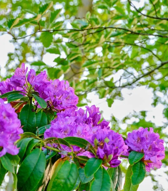 Super sharp! Rhododendron is a genus of 1,024 species of woody plants in the heath family, either evergreen or deciduous, and found mainly in Asia, although it is also widespread throughout the Southern Highlands of the Appalachian Mountains of North America.