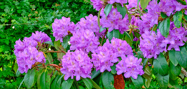 Super sharp! Rhododendron is a genus of 1,024 species of woody plants in the heath family, either evergreen or deciduous, and found mainly in Asia, although it is also widespread throughout the Southern Highlands of the Appalachian Mountains of North America.