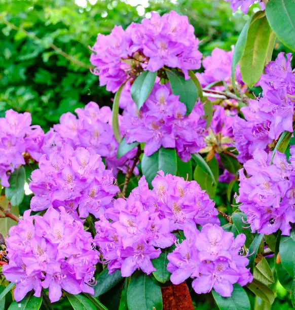 Super sharp! Rhododendron is a genus of 1,024 species of woody plants in the heath family, either evergreen or deciduous, and found mainly in Asia, although it is also widespread throughout the Southern Highlands of the Appalachian Mountains of North America.