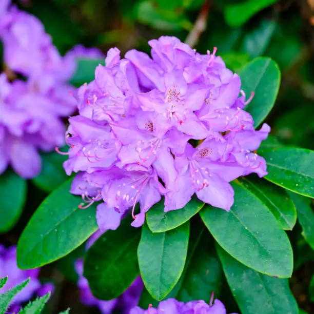 Super sharp! Rhododendron is a genus of 1,024 species of woody plants in the heath family, either evergreen or deciduous, and found mainly in Asia, although it is also widespread throughout the Southern Highlands of the Appalachian Mountains of North America.