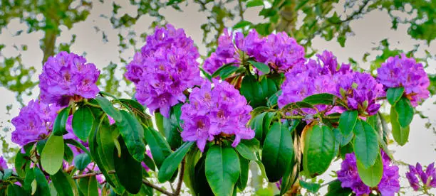 Super sharp! Rhododendron is a genus of 1,024 species of woody plants in the heath family, either evergreen or deciduous, and found mainly in Asia, although it is also widespread throughout the Southern Highlands of the Appalachian Mountains of North America.