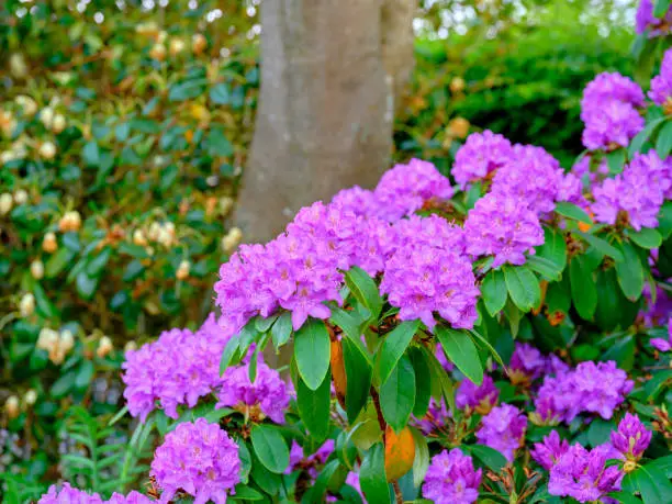 Super sharp! Rhododendron is a genus of 1,024 species of woody plants in the heath family, either evergreen or deciduous, and found mainly in Asia, although it is also widespread throughout the Southern Highlands of the Appalachian Mountains of North America.