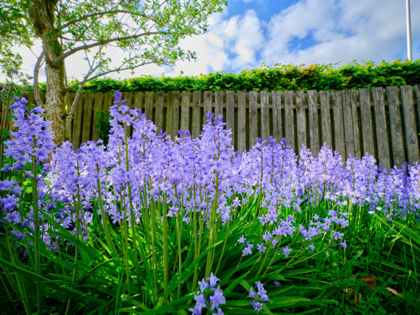 istock Bluebells in my garden 1497044399
