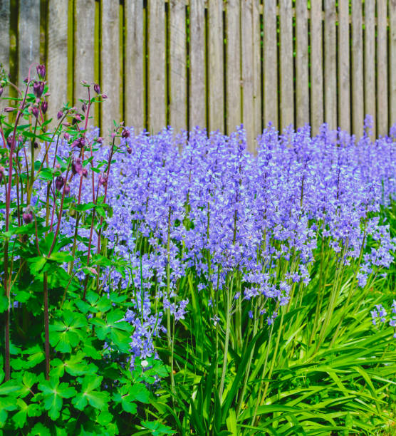 istock Bluebells in my garden 1497044402