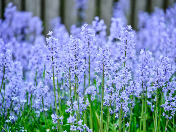 istock Bluebells in my garden 1497044416