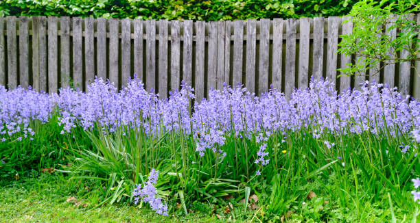 istock Bluebells in my garden 1497044429