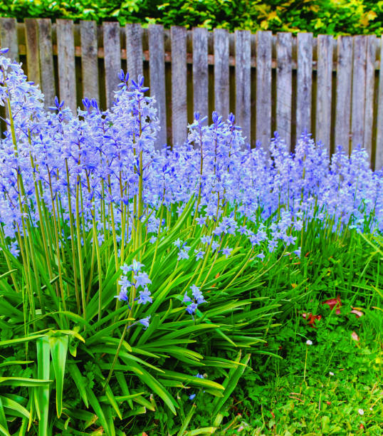 Bluebell - Scilla siberica, blue flowers in late spring