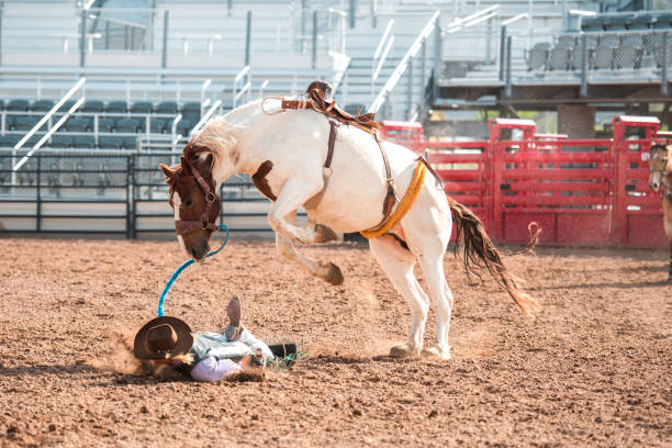 The mustang is a wild American horse that can be domesticated. It is playful and aggressive. It is a major feature of American scenery. Between cinema and breeding, it is a magnificent beast.