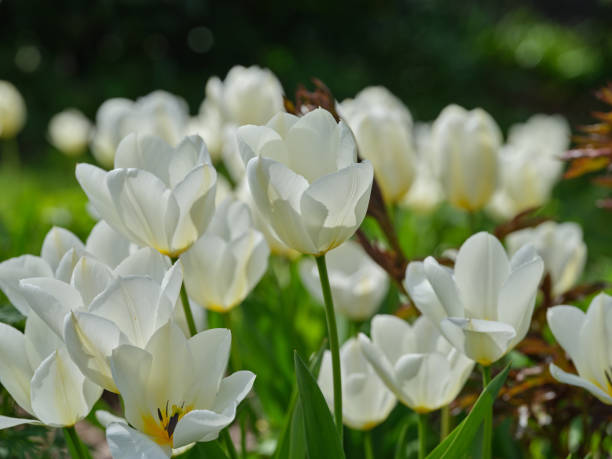 istock White tulips in my garden 1497049269