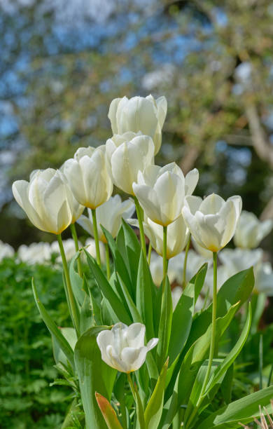 istock White tulips in my garden 1497049275