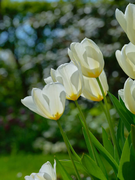 istock White tulips in my garden 1497049277