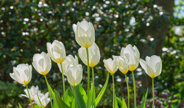 istock White tulips in my garden 1497049301