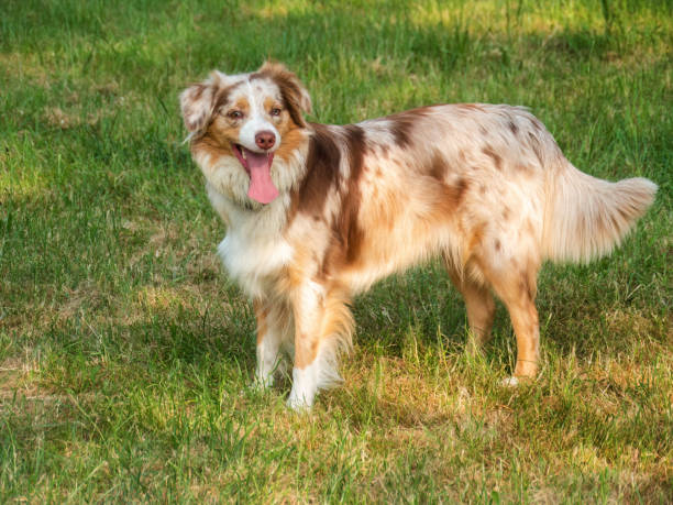 istock A Young Shepherd Dog Resting on the Meadow 1497049799