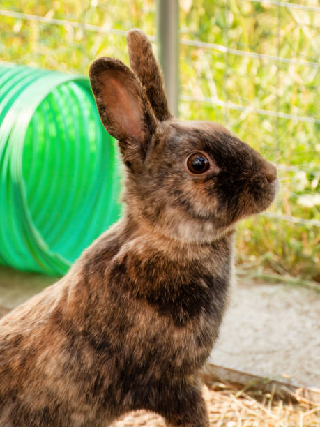 istock Adorable Bunny Gazing into the Camera 1497049833