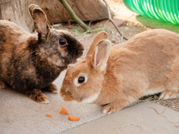 istock Two Adorable House Rabbits in a Garden Enclosure 1497049851