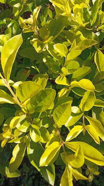 istock Leaves in the morning 1497051525