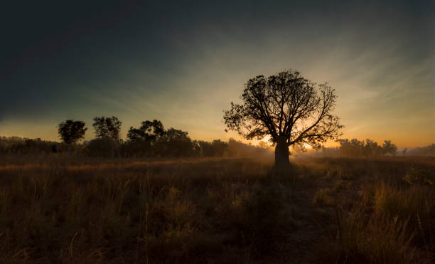 Wallpaper Sunset Tree Field