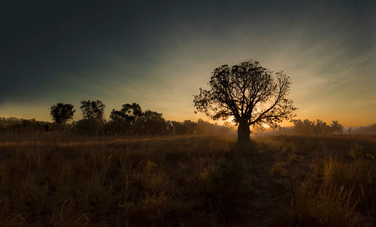 Boab trees are plentiful in Australia’s Kimberley Outback. This tree is a rugged survivor of the seasonal extremes in the Kimberley, aptly nicknamed named \