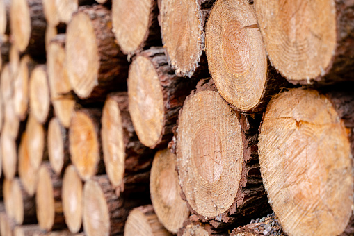 Closeup of logs of trees in nature . A lot of cutted logs stock photo