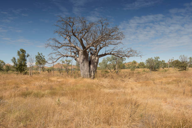 Large Tree Outback 80+ Lone Tree In Outback Australia Stock Photos, Pictures & Royalty ...