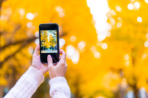 Asian woman enjoy outdoor lifestyle using mobile phone taking picture of beautiful nature of yellow ginkgo tree leaves falling down in autumn at public park in Tokyo city, Japan on holiday vacation.