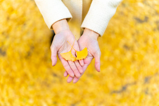 Happy Asian woman relax and enjoy outdoor lifestyle travel at park in Japan on autumn holiday vacation. Attractive girl holding yellow ginkgo tree leaf on hands with sunlight shining in autumn season.