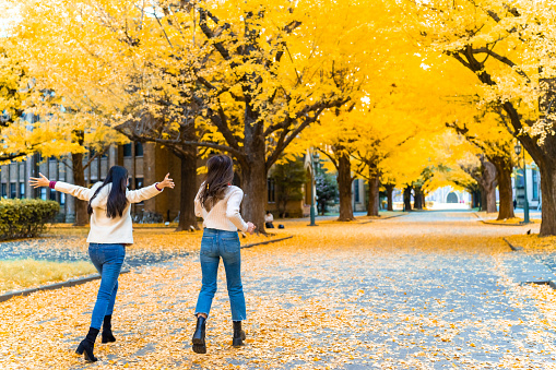 Happy Asian woman friends enjoy outdoor lifestyle playing together in the park in Tokyo city, Japan on holiday vacation. Attractive girl looking beautiful yellow ginkgo tree leaves falling down in autumn.