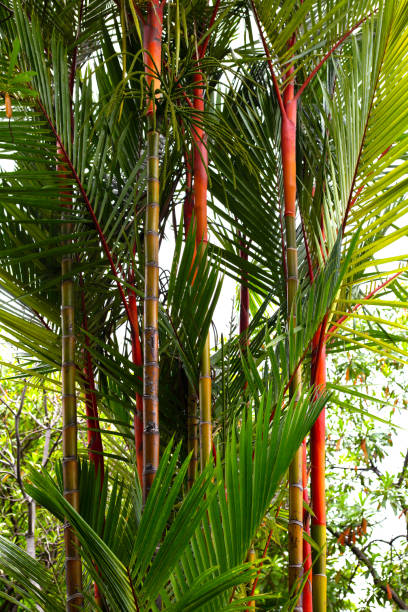 istock Sealing wax palm (Cyrtostachys renda). Colorful tropical palm tree 1497057617