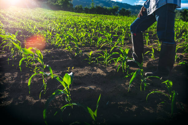 istock Farmer in rubber boots standing examining young corn maize crop plant in cornfield at sunset. 1497058901