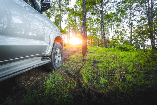 Free picture: wheel, vehicle, car, tree, outdoor, grass, forest