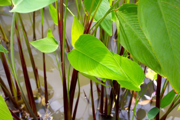 Alligator Flag, Water Canna (Thalia geniculata L.)