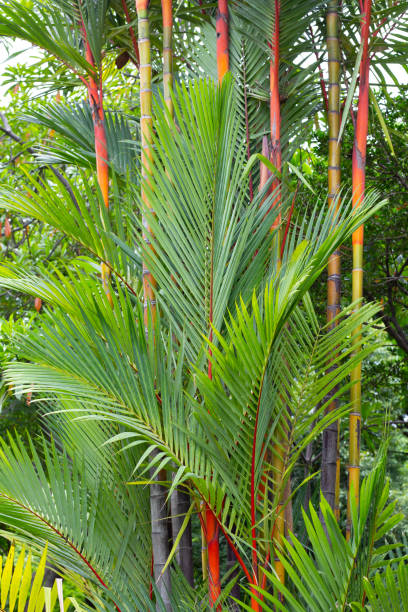 istock Sealing wax palm (Cyrtostachys renda). Colorful tropical palm tree 1497059018
