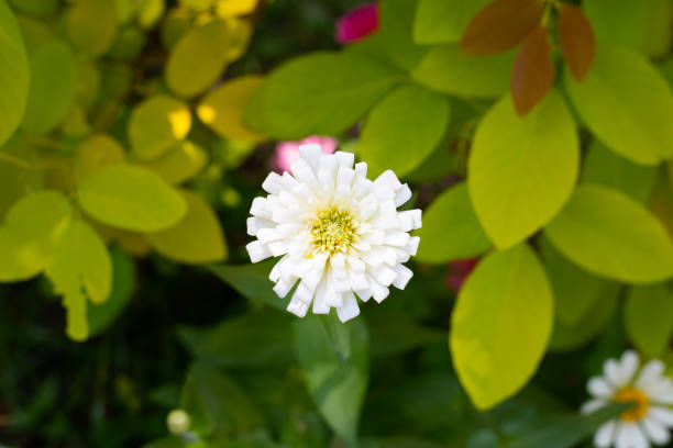 istock Zinnia flower in the garden 1497059834