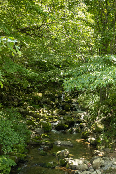 istock Seonamsa Buddhist Temple in the forest, Suncheon, South Korea 1497061259