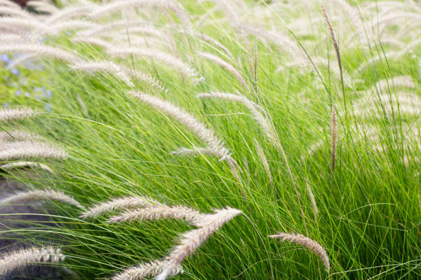 istock Fountain grass or pennisetum alopecuroides 1497064345