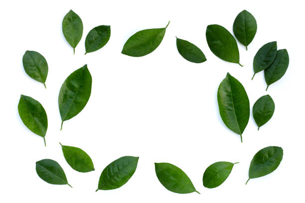istock Citrus leaves on a white background. Top view 1497064698