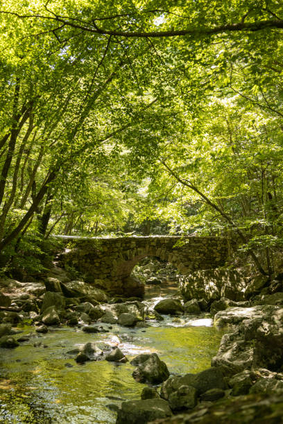istock Seonamsa Buddhist Temple in the Forest, Suncheon, South Korea 1497067201