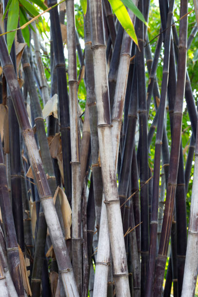 istock Black bamboo plant in the garden 1497068485