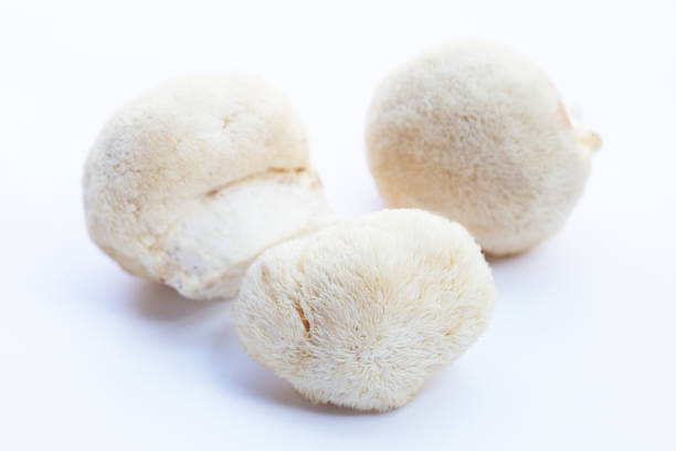 istock Fresh lion's mane mushroom on white background. 1497068560