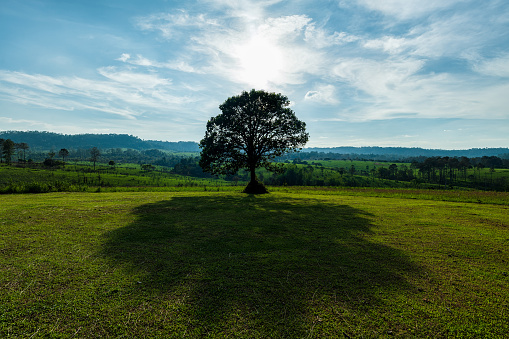 Lonely tree in the national park at Thailand.