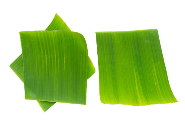 istock Banana leaves on white background. 1497068887
